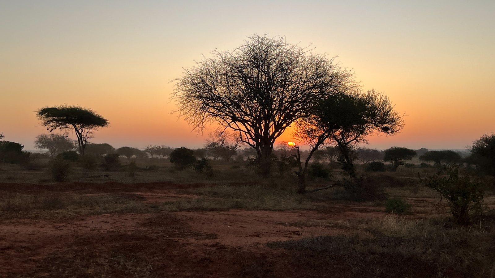 An acacia silhouetted against a Tanzanian savanna at dusk