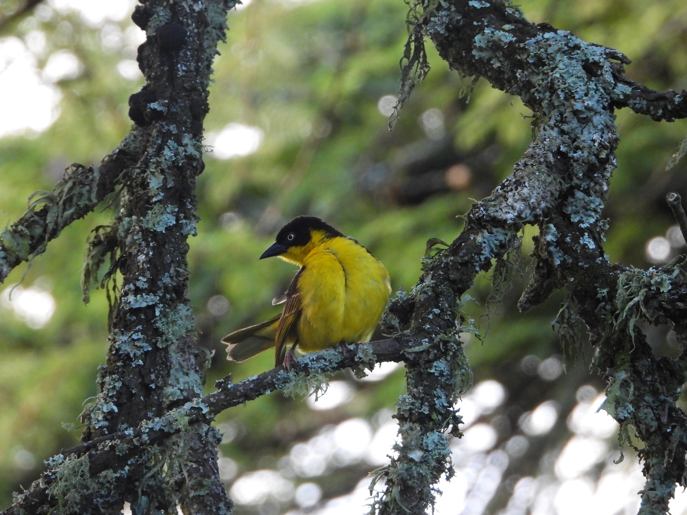 A bird portrait — the details you miss when you rush