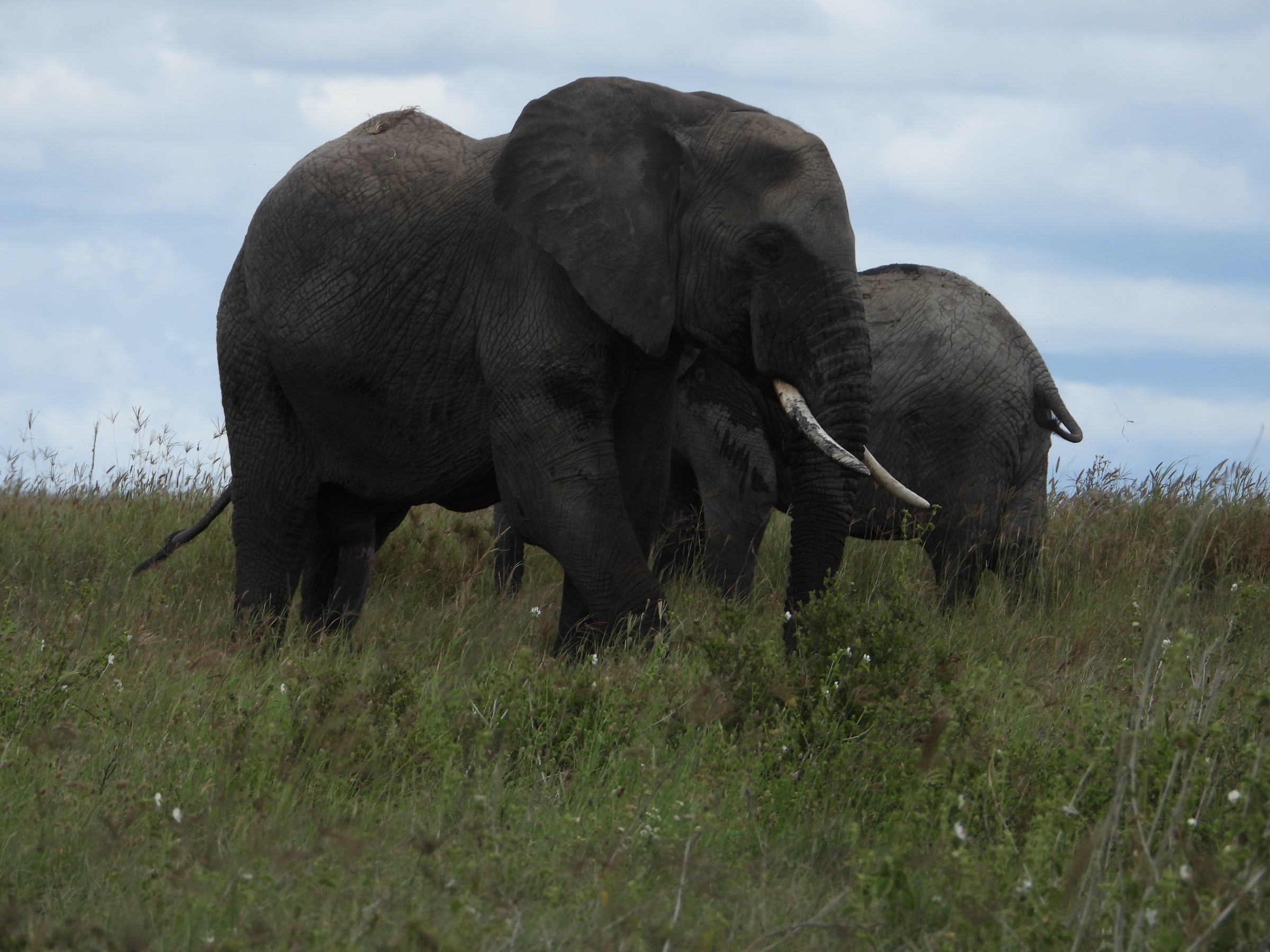 An elephant family close together in the Tarangire bush.
