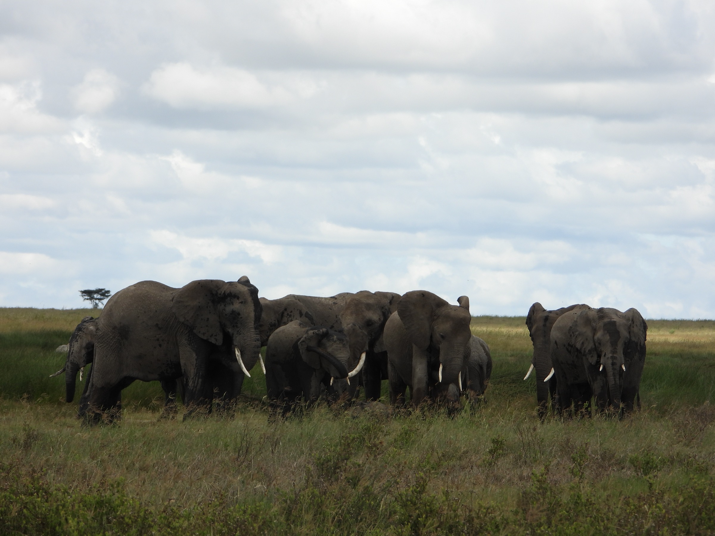 An elephant family close together, the matriarch reading the wind.