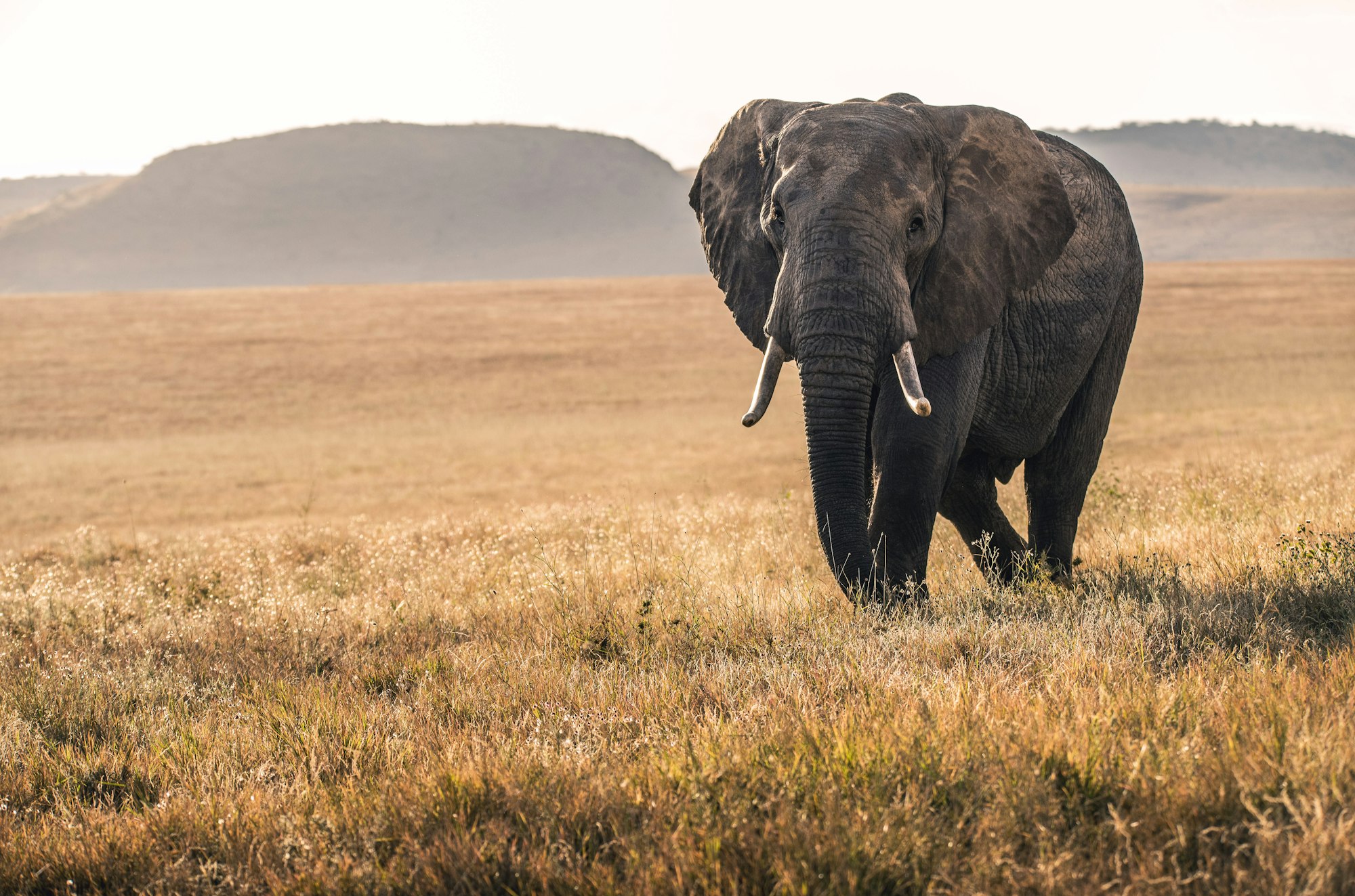 An elephant in golden light