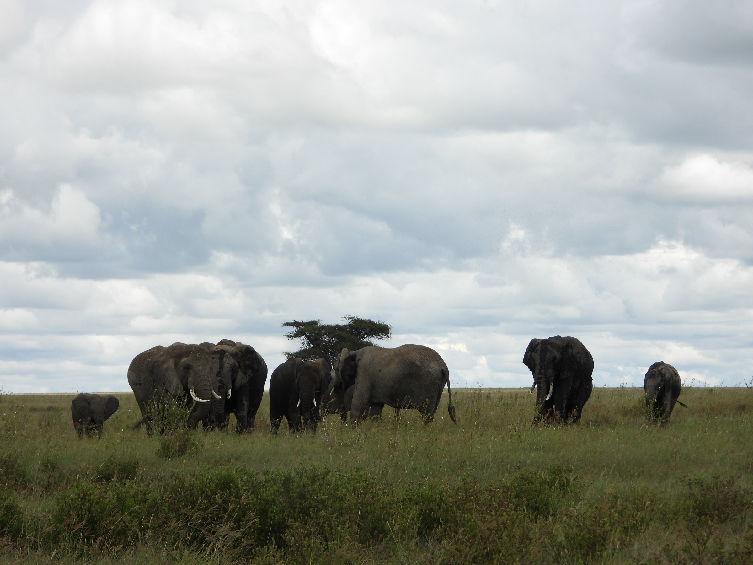 The herd, held together by a memory older than any drought.