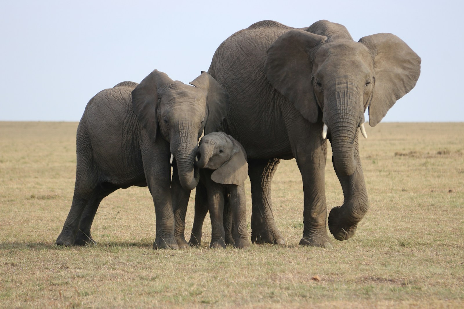 An elephant matriarch with calves tucked between her and another adult