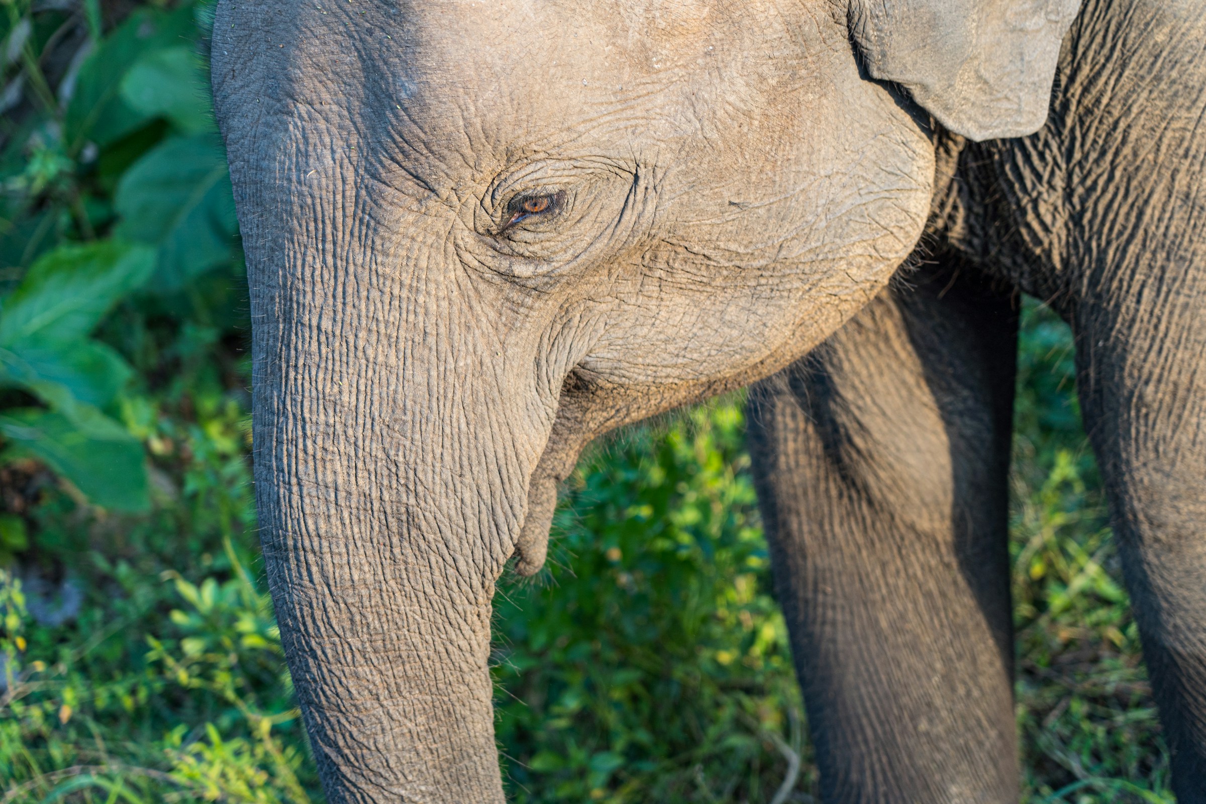 An intimate close-up of an elephant in green grass