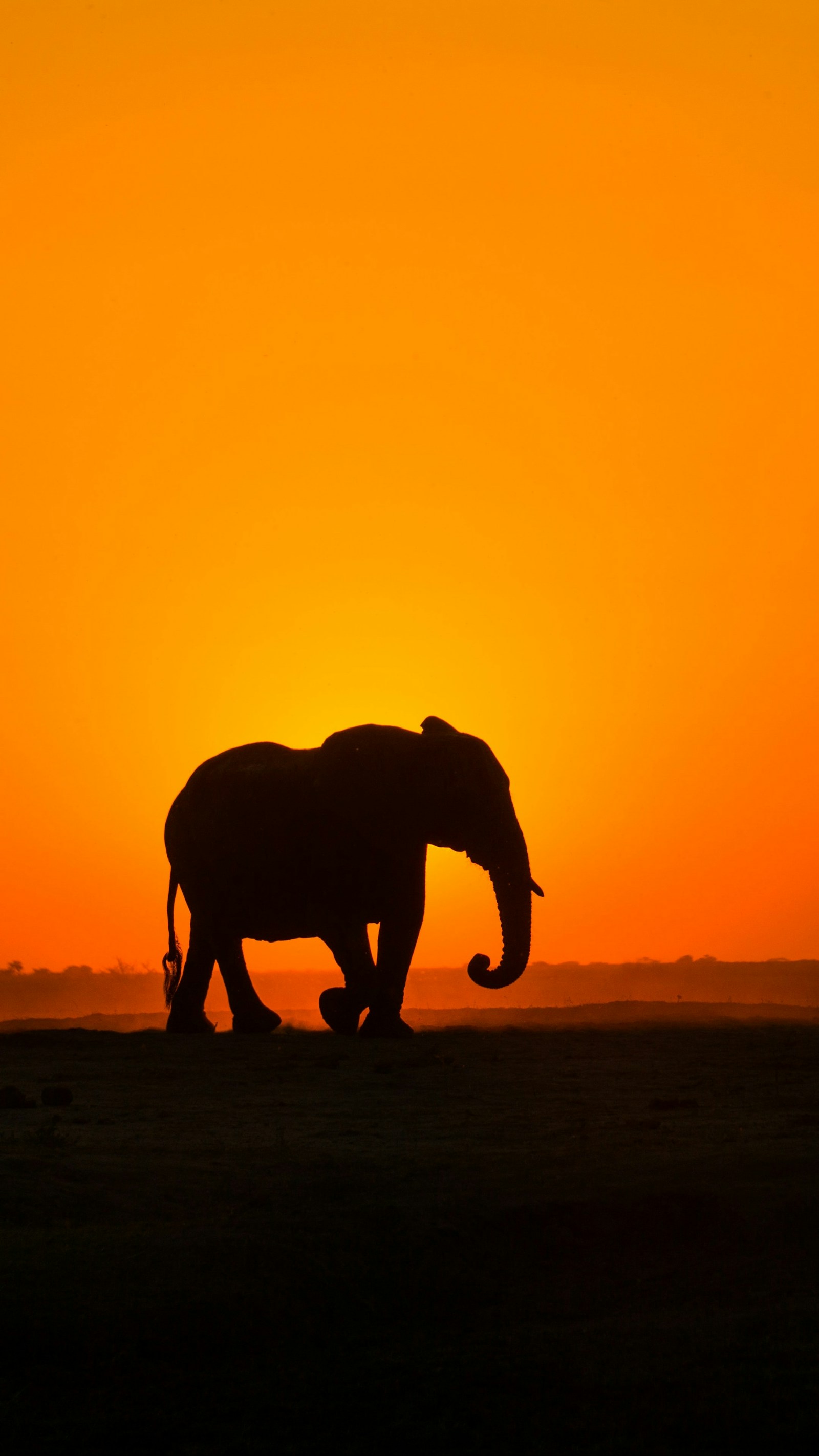 Light goes. The herd keeps walking.