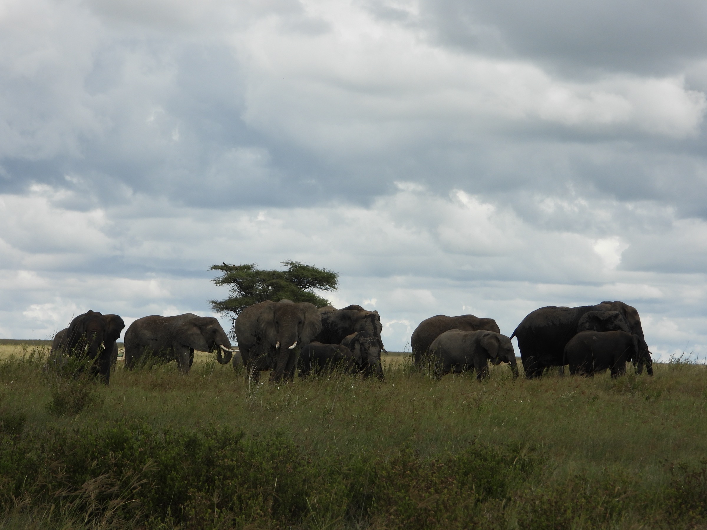 Elephants gathered at the Tarangire River in the dry season
