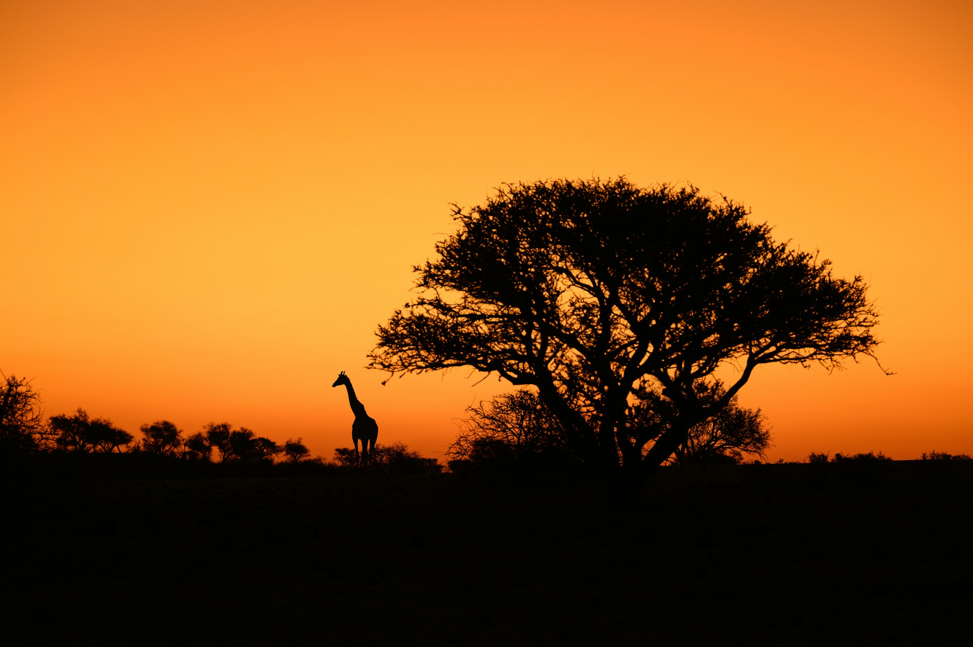A giraffe stands beside a thorn tree in silhouette against the sunset.