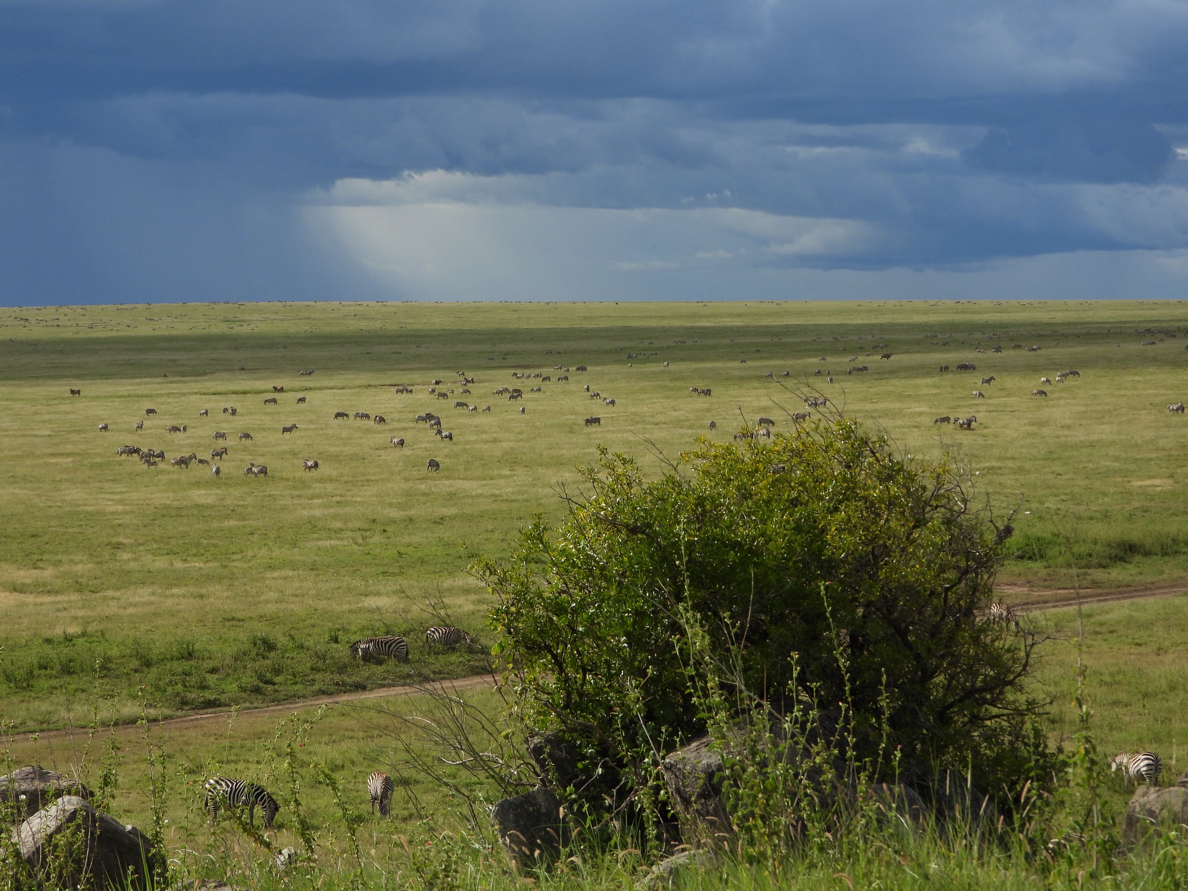 The Serengeti plains greening again after the first rains