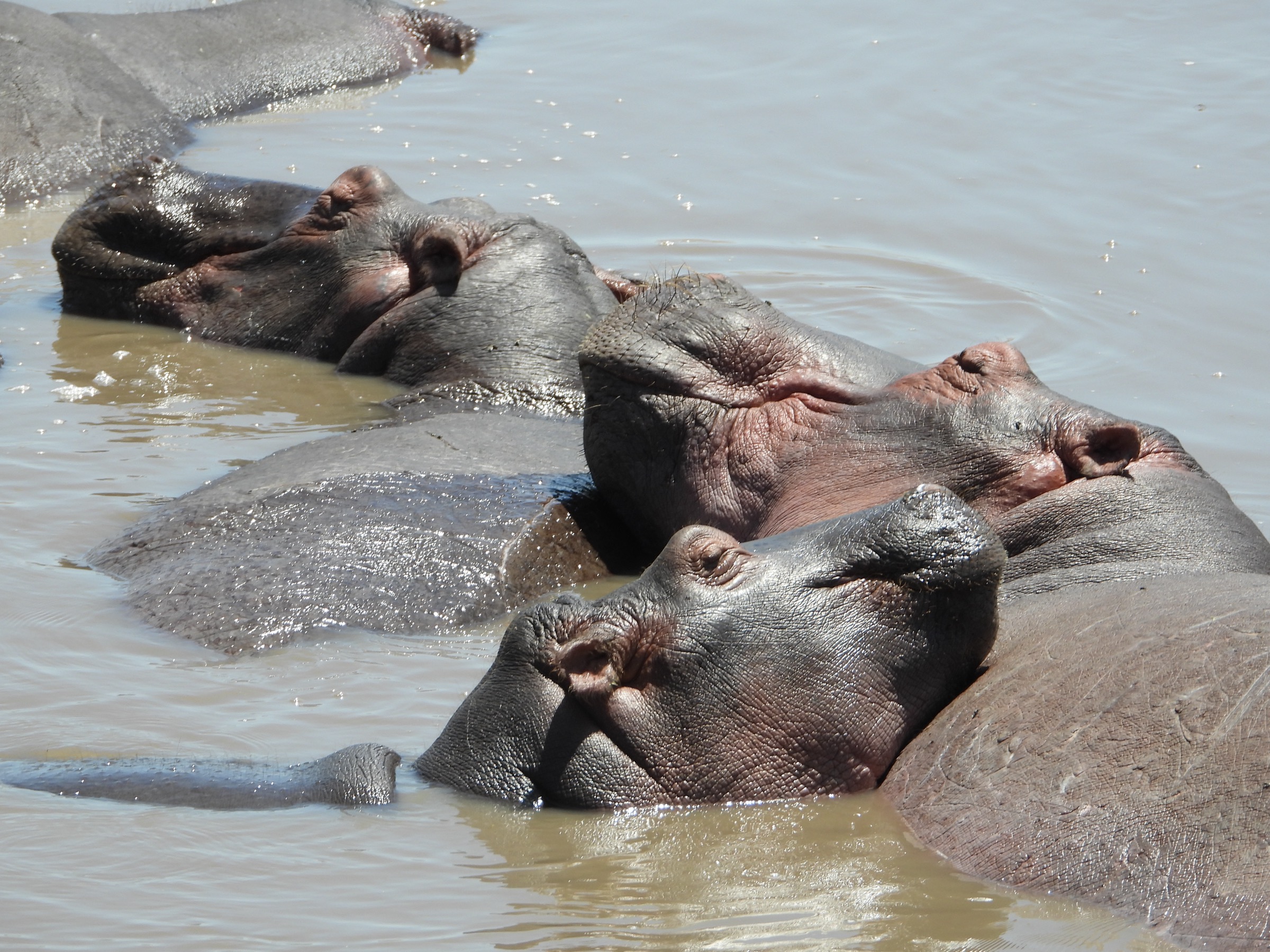 A hippo at the water, the bigger neighbours