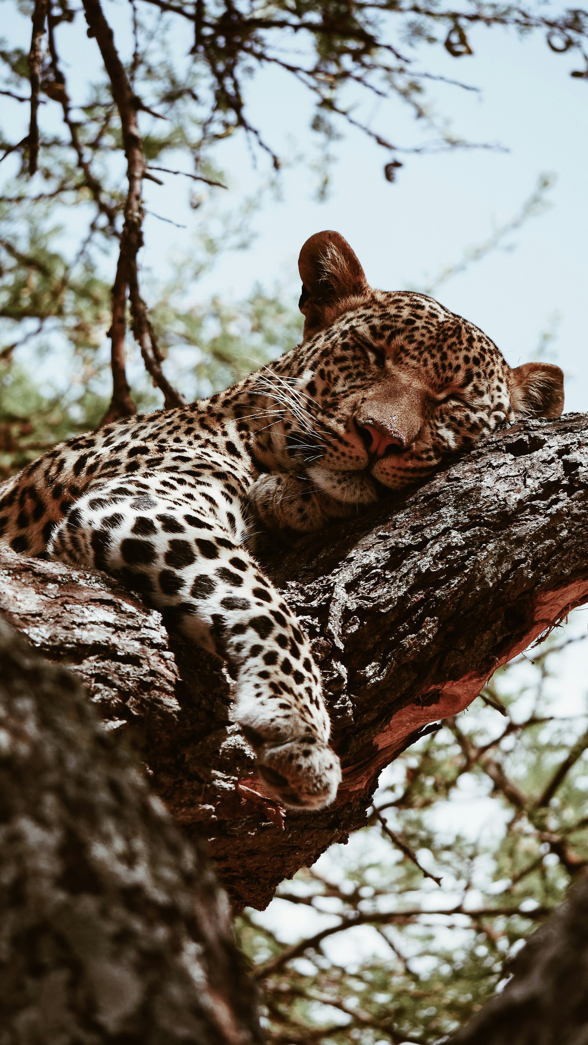 A leopard draped across a tree branch at rest