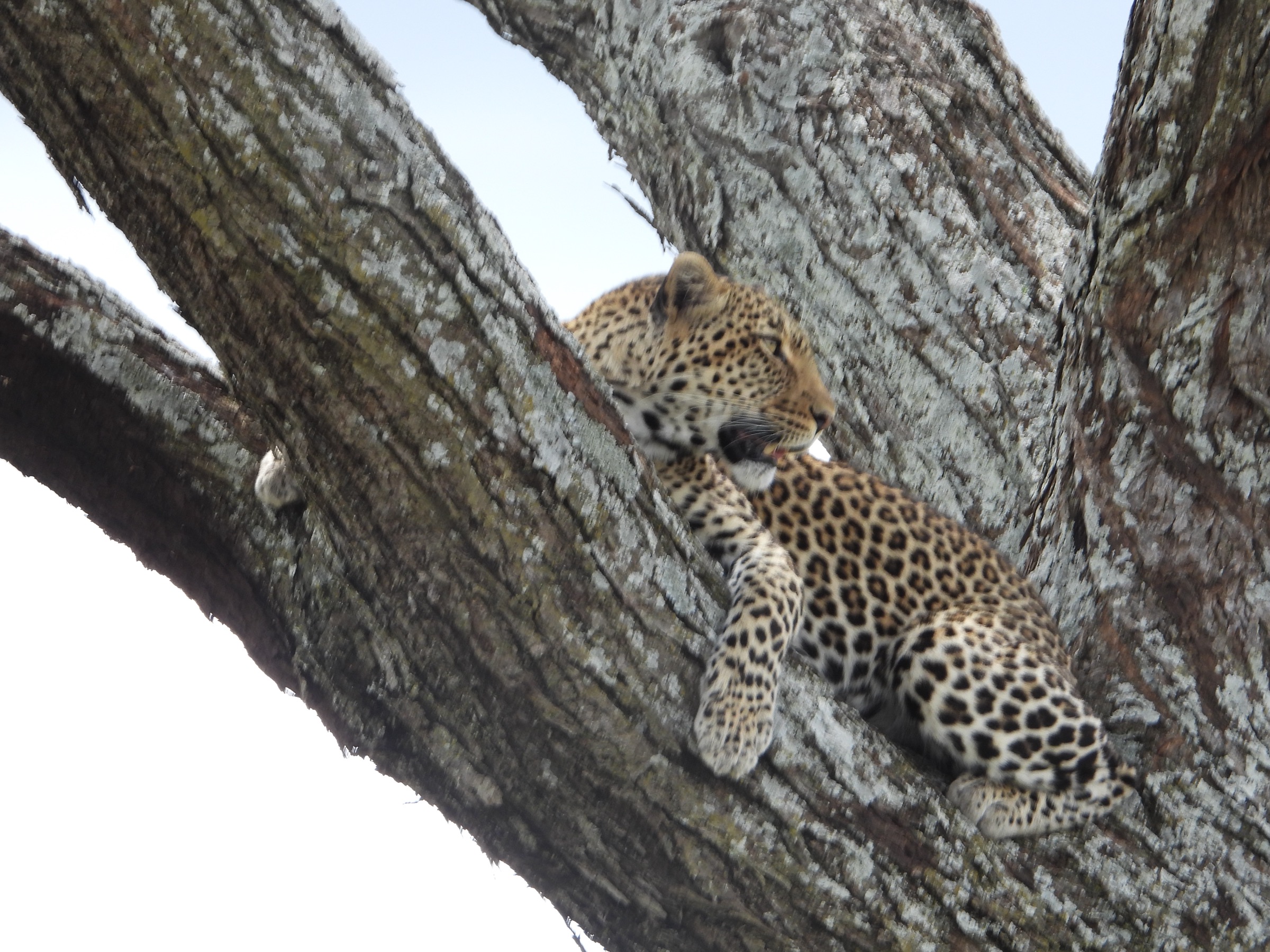 A leopard resting in the shade of a tree.