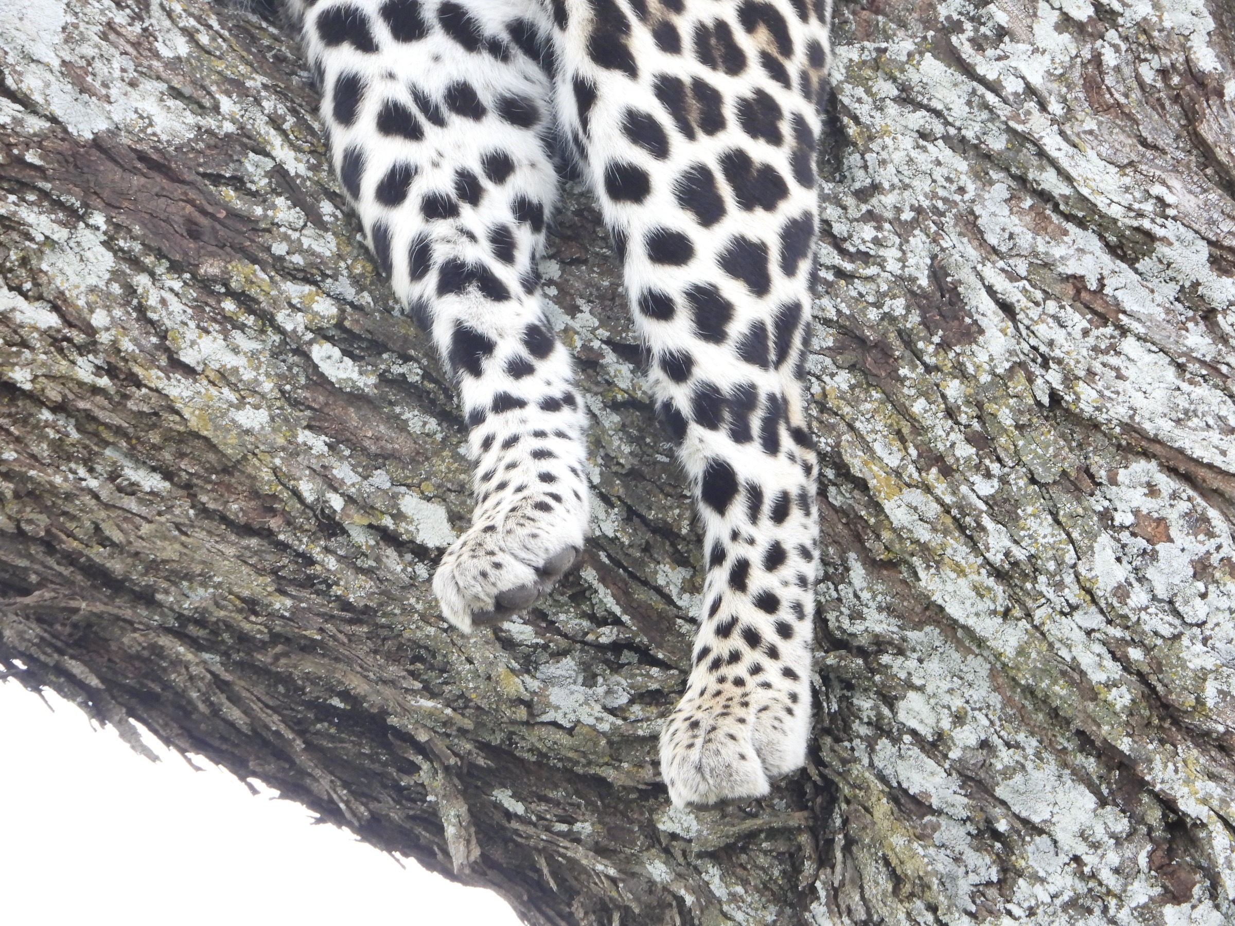 A leopard on a branch at eye level, unhurried and unbothered