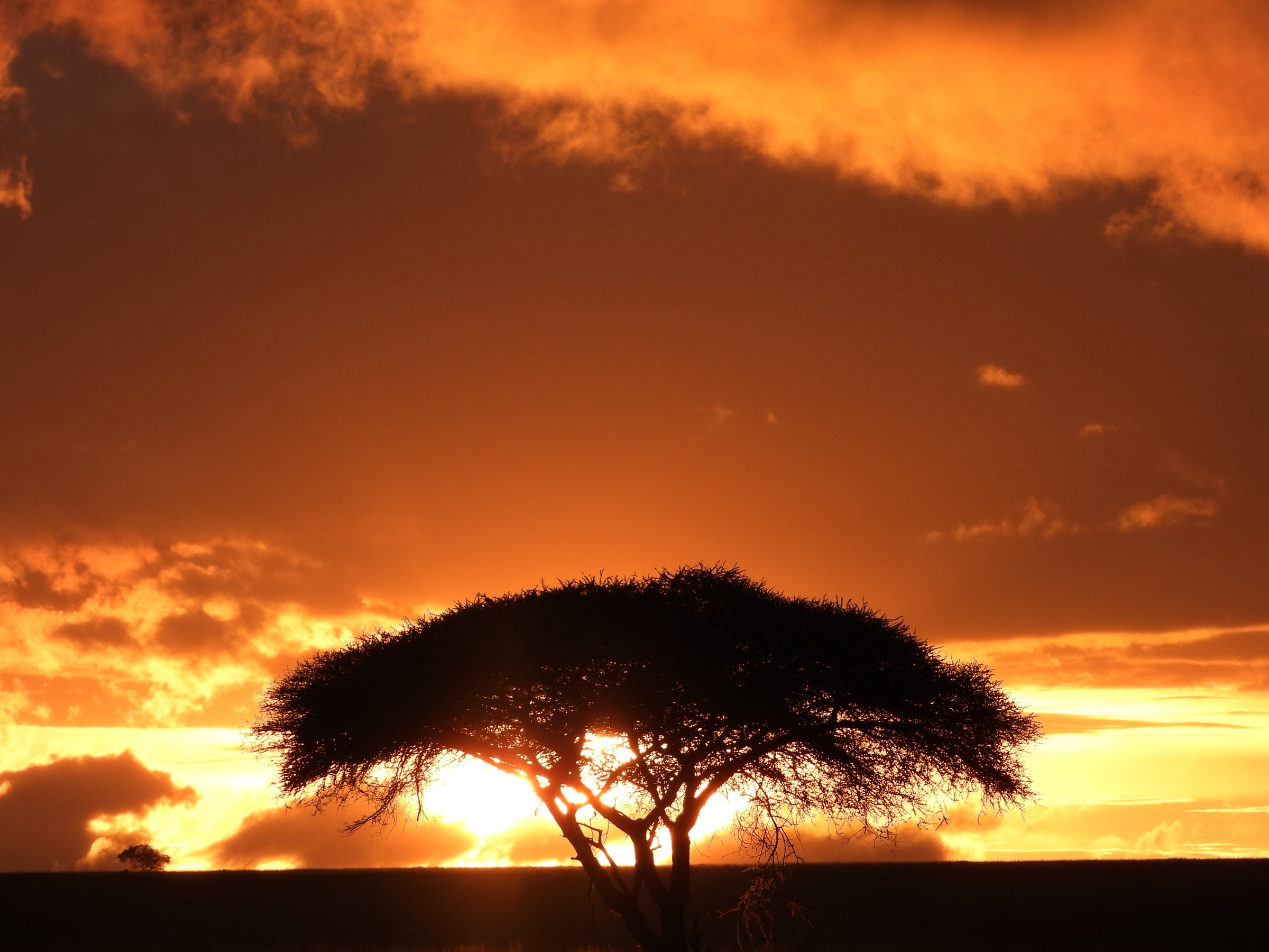 The bush at dusk. Filled with what does not demand attention.