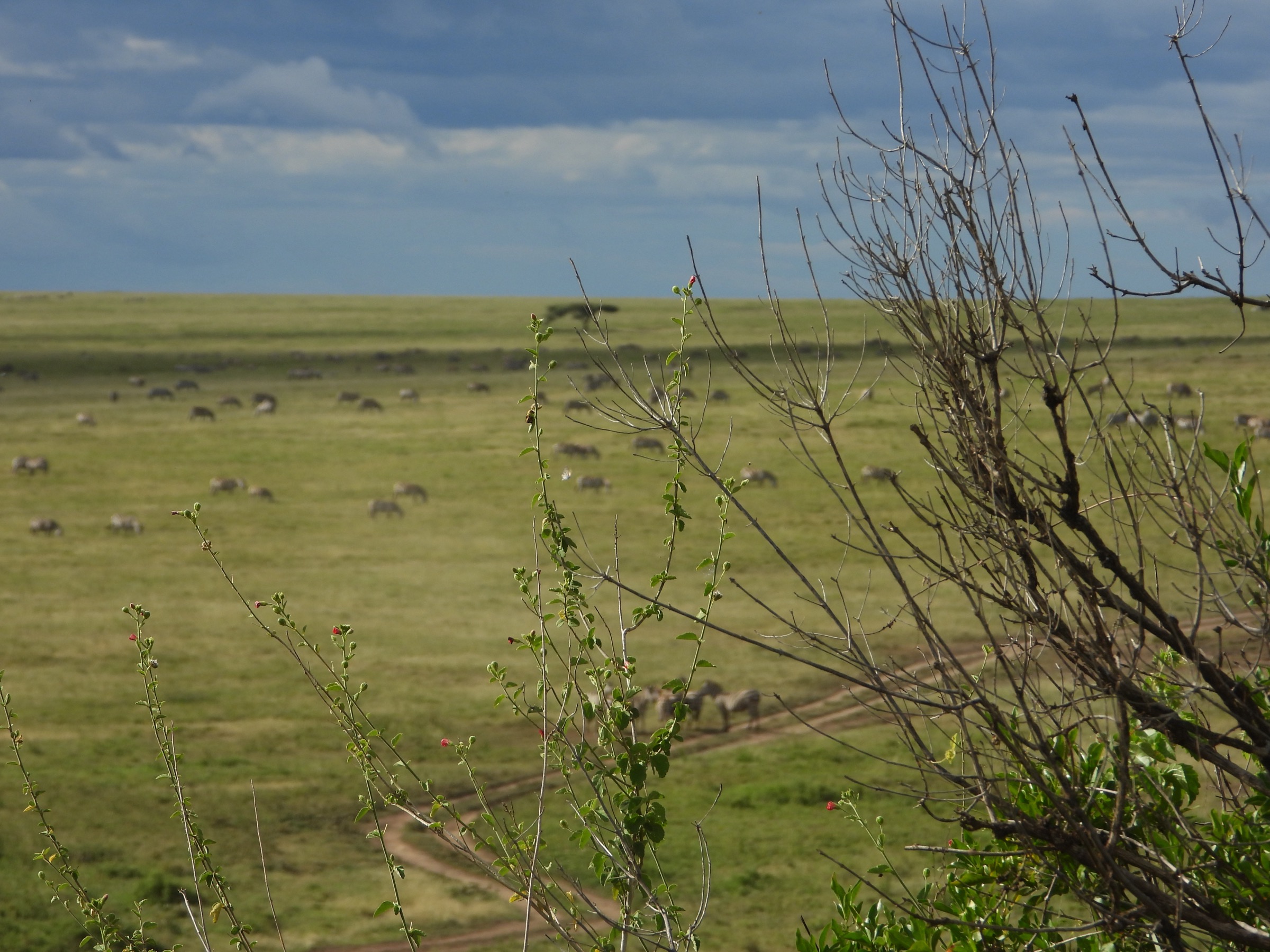 Golden savanna at afternoon light, the country a termite mound helps hold together