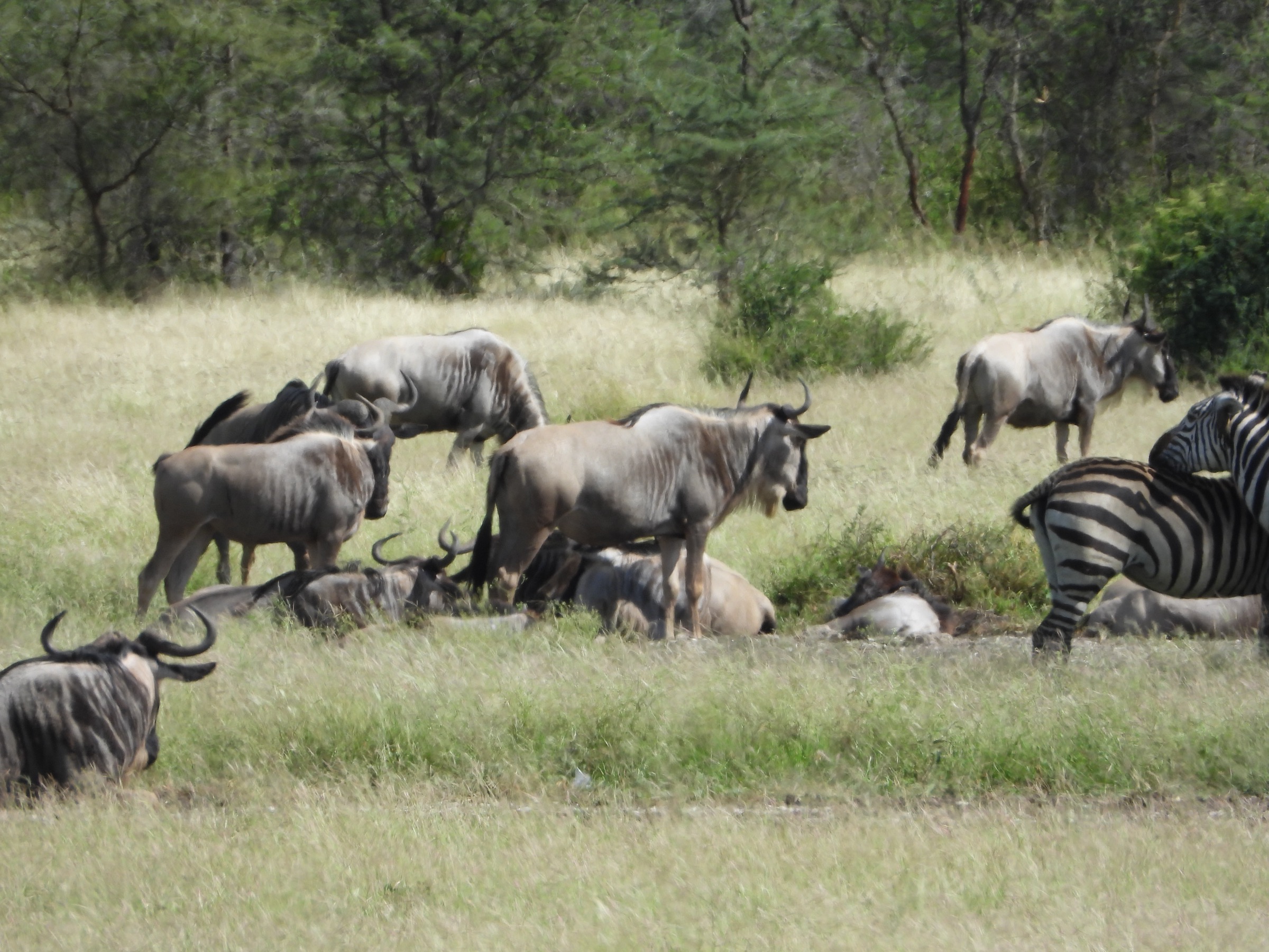Wildebeest columns on the move, dry season