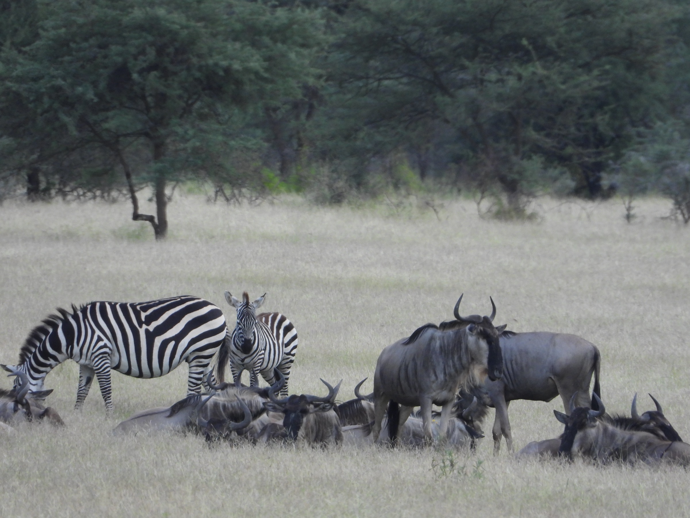 Wildebeest in a classic safari scene, the country awake.